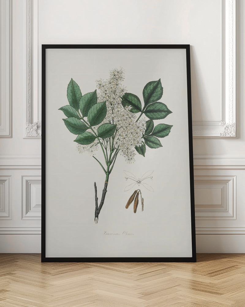 Manna Ash (fraxinus Ornus) Medical Botany Poster