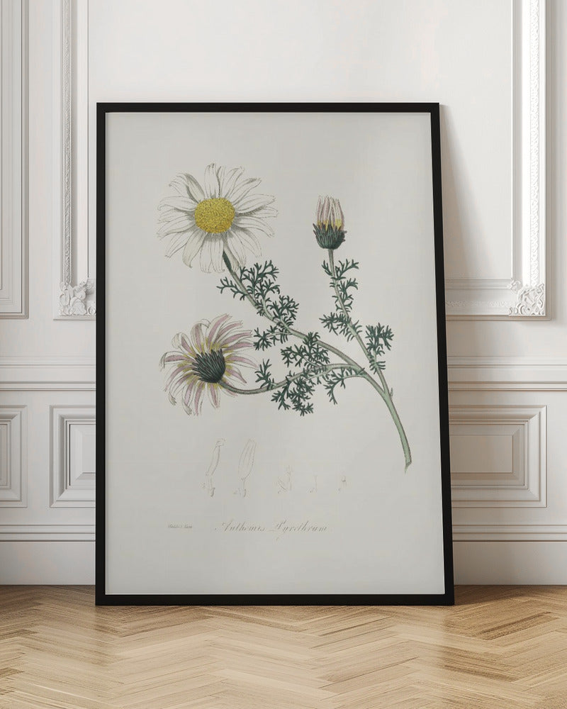 Mount Atlas Daisy (anthemis Pyrethrum) Medical Botany Poster