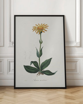 Mountain Arnica (arnica Montana) Medical Botany Poster