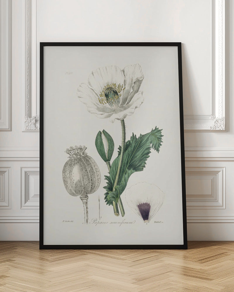 Opium Poppy (papaver Somniferum) Medical Botany Poster