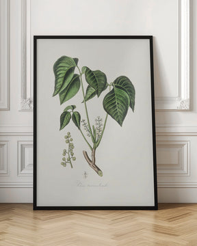 Poison Ivy (rhus Toxicodendron) Medical Botany Poster