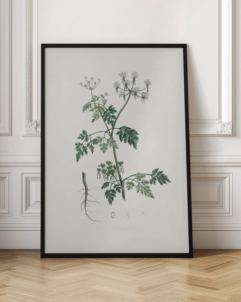 Poison Parsley (aethusa Cynapium) Medical Botany Poster