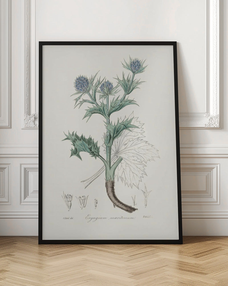 The Sea Holly (eryngium Mmaritimum) Medical Botany Poster