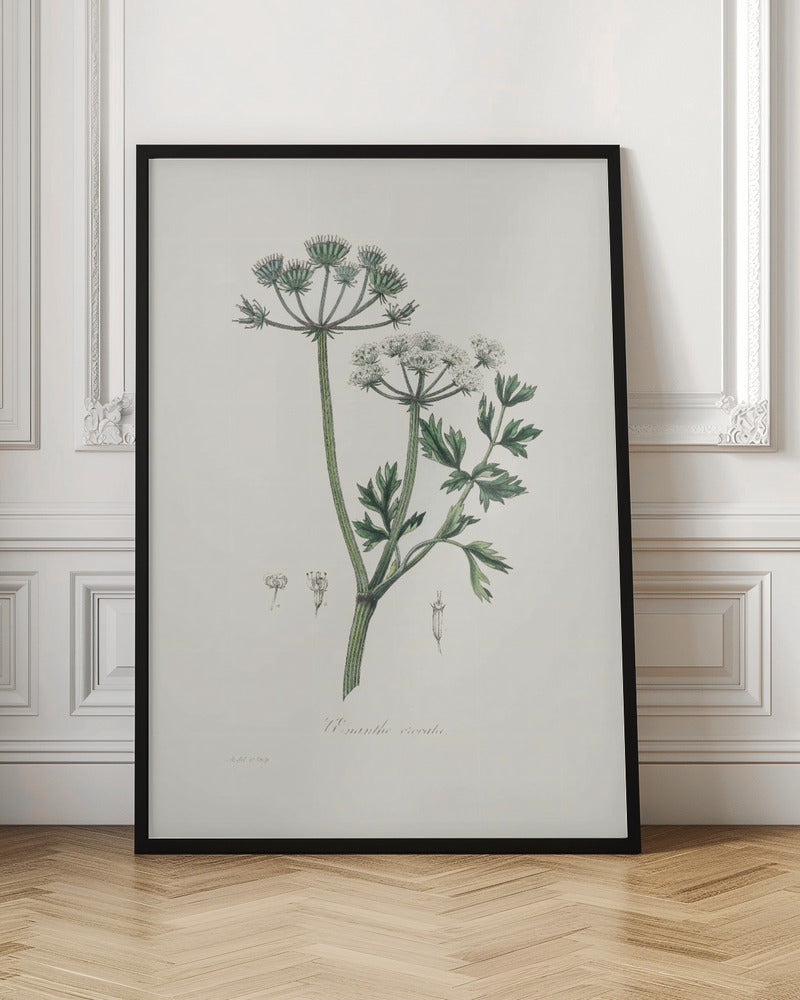 Water Dropwort (onanthe Grocata) Medical Botany Poster