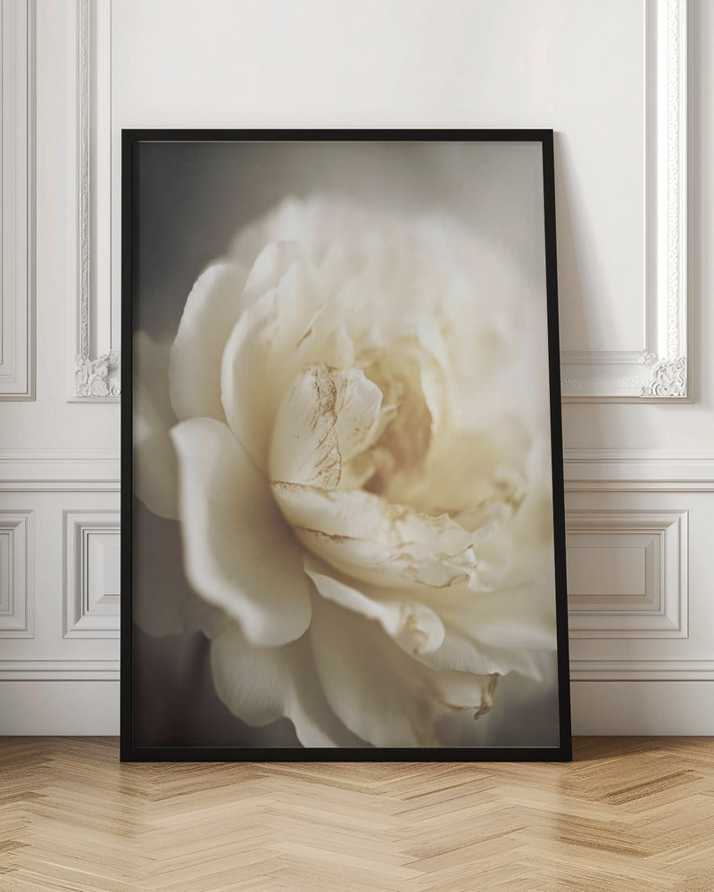 Peonyinsoftlight Poster