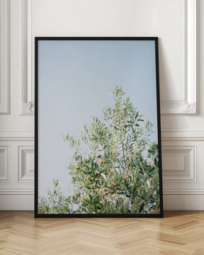 Olives In Ostuni | Italy Travel Photography Poster