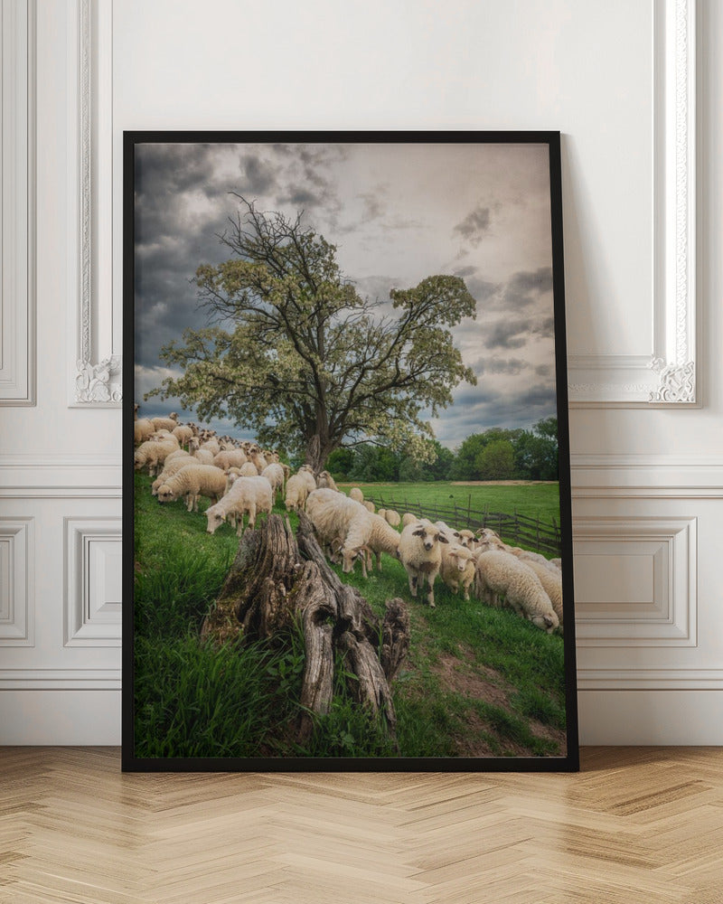 On pasture Poster