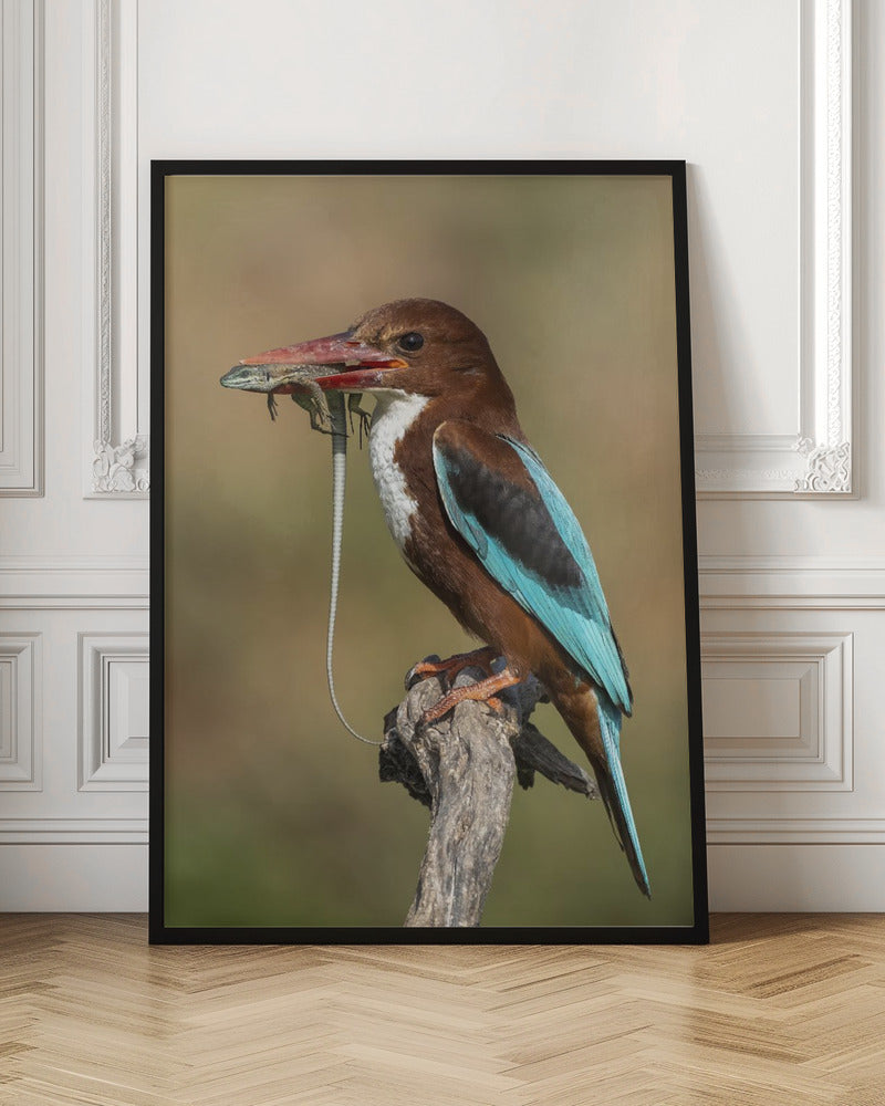 White-throated kingfisher AZ Poster