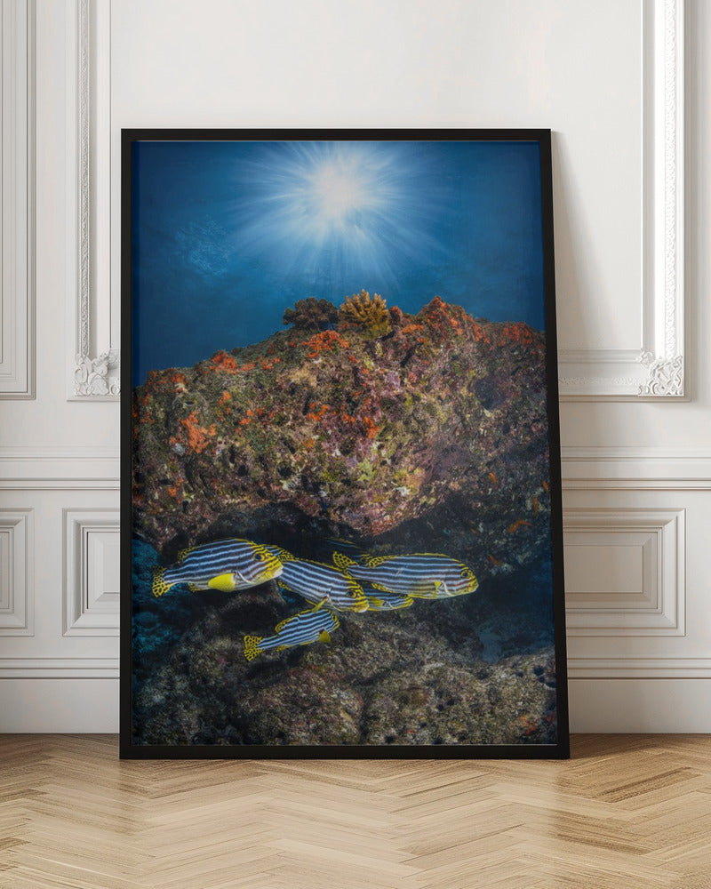 Oriental sweetlips under the sunlight Poster