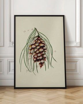 Maine White Pine Cone Copy Poster