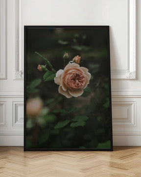 Salmon Rose Poster