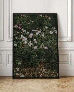 Moody Roses Poster