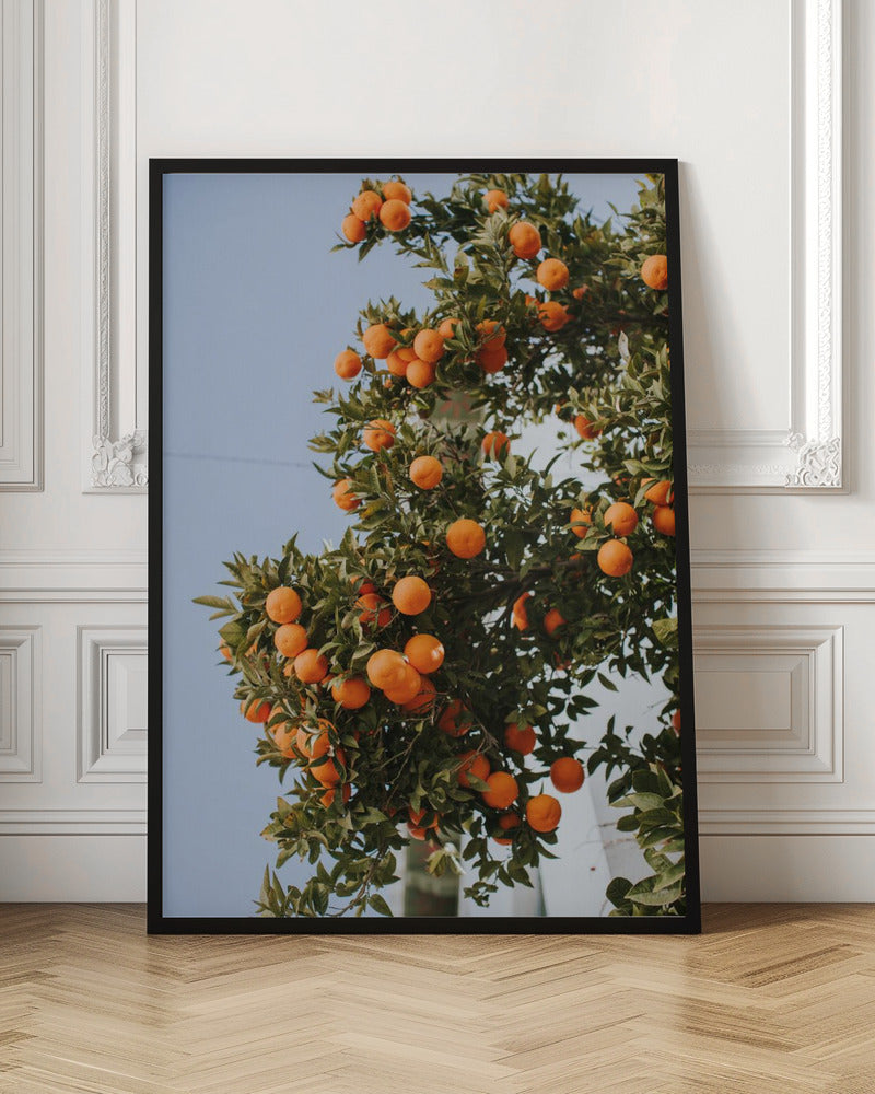 Oranges in Seville Poster