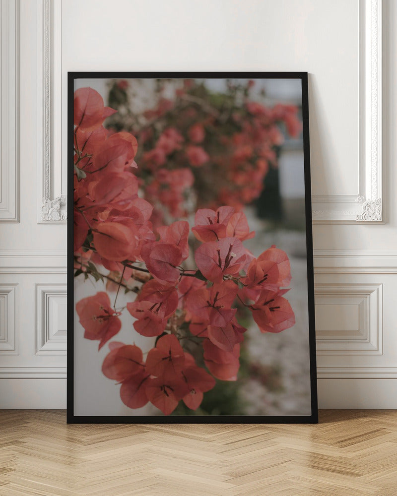 Pink Bougainvilleas Poster