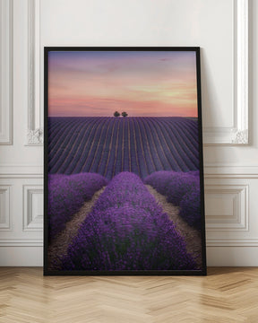 Lavender fild Poster