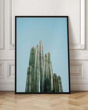 Tall Cacti Poster