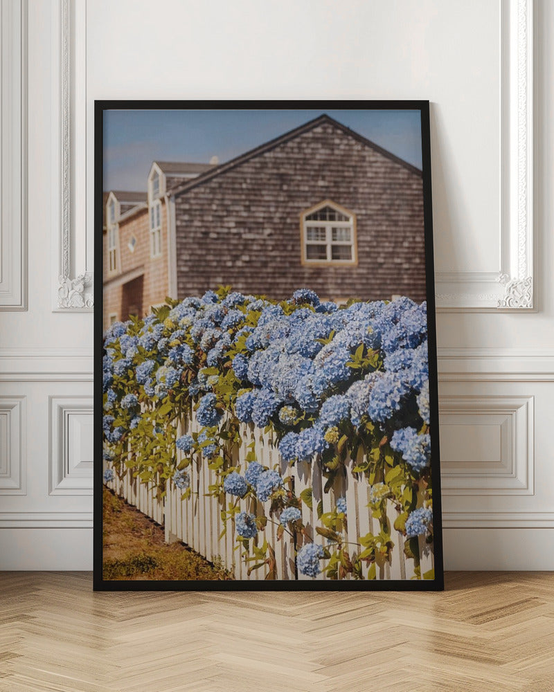 Cannon Beach Hydrangeas Poster