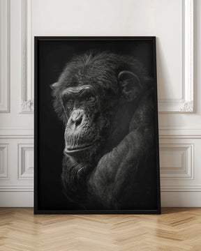 Chimpanzee Poster