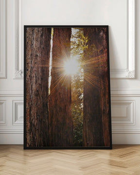 Redwood Forest Poster