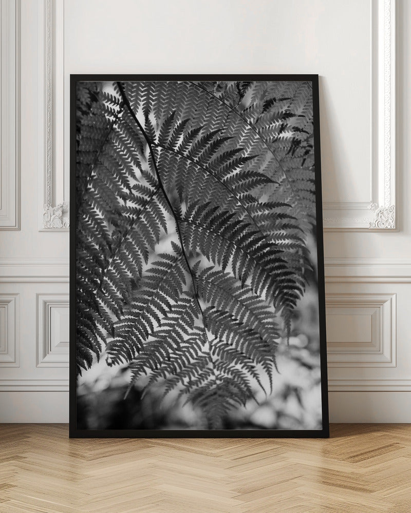 Fern in Black White Poster