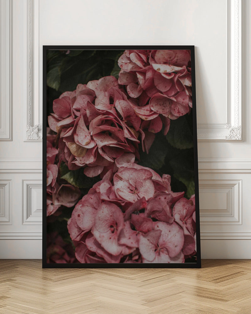 Old Pink Hydrangeas Poster