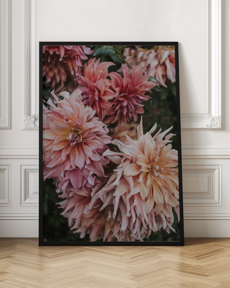 Pink Dhalias Poster