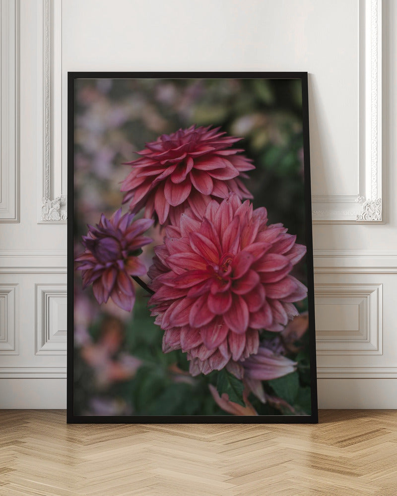 Dark Pink Dhalias Poster