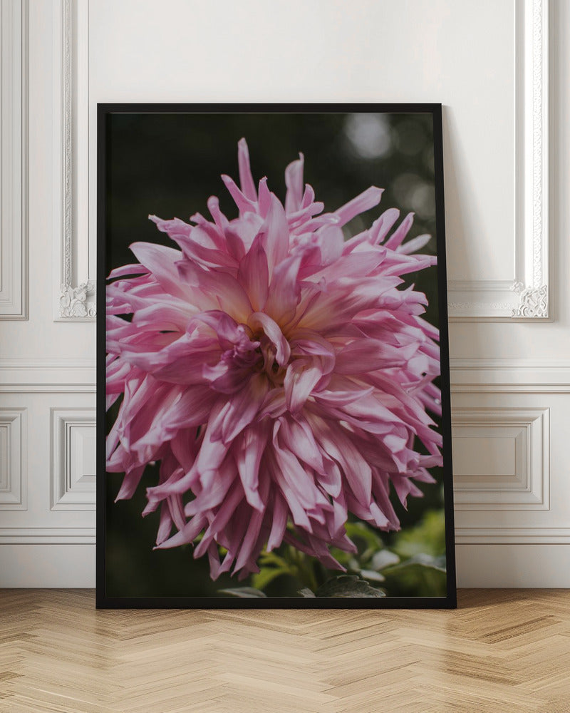 Light Pink Dhalia Poster