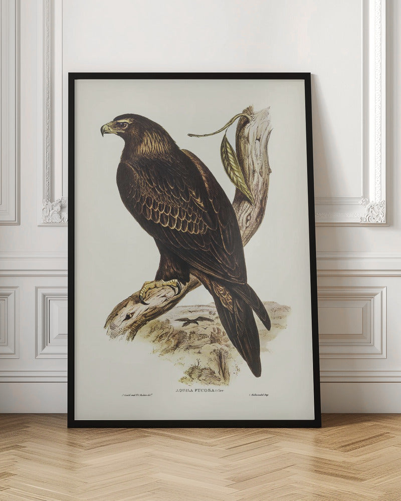 Wedge Tailed Eagle Poster