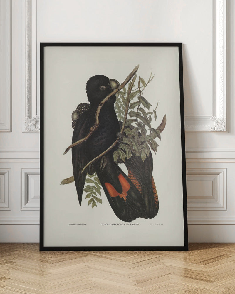 Western Black Cockatoo Poster