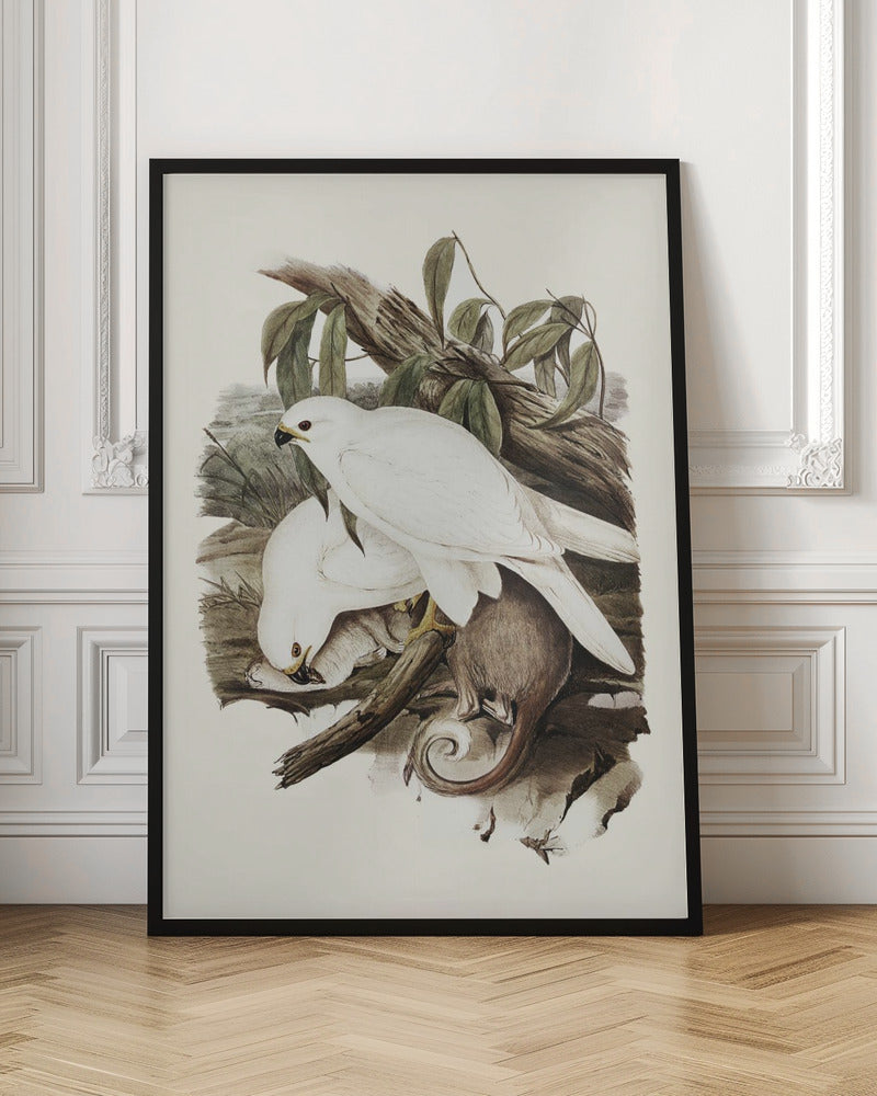 White Goshawk Poster