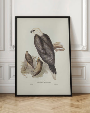 White Bellied Sea Eagle Poster