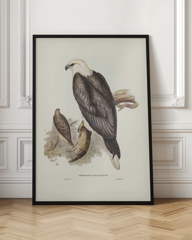 White Bellied Sea Eagle Poster