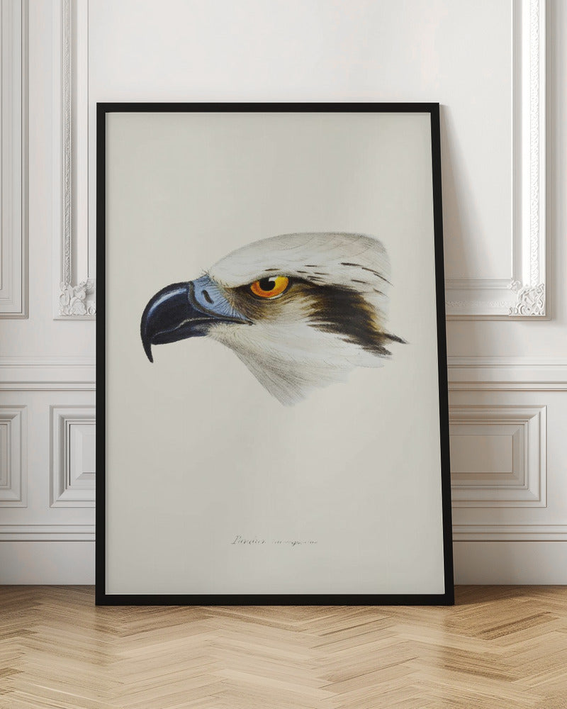 White Headed Osprey Poster