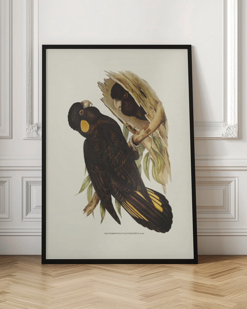 Yellow Eared Black Cockatoo Poster