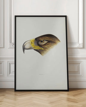 Wedge Tailed Eagle Poster