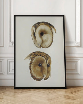 Masked Barn Owl Poster