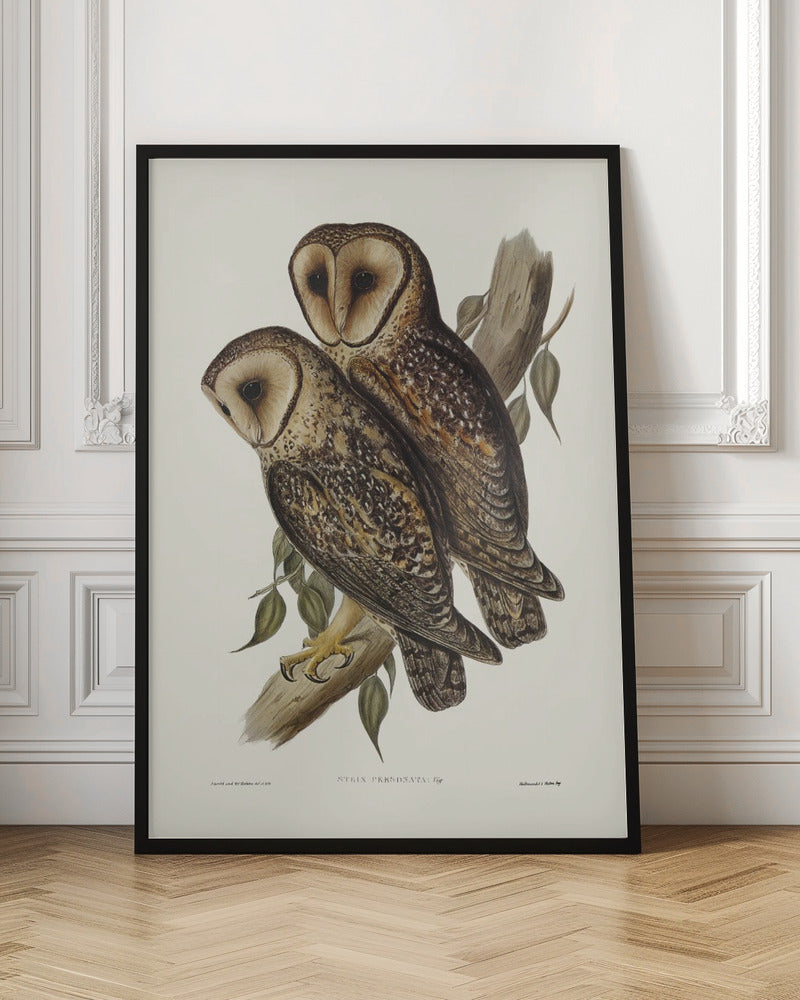 Masked Barn Owl Poster