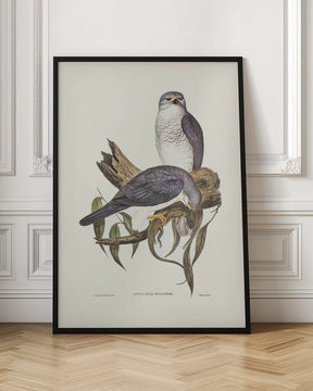 New Holland Goshawk Poster