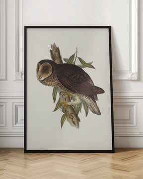 Sooty Owl Poster