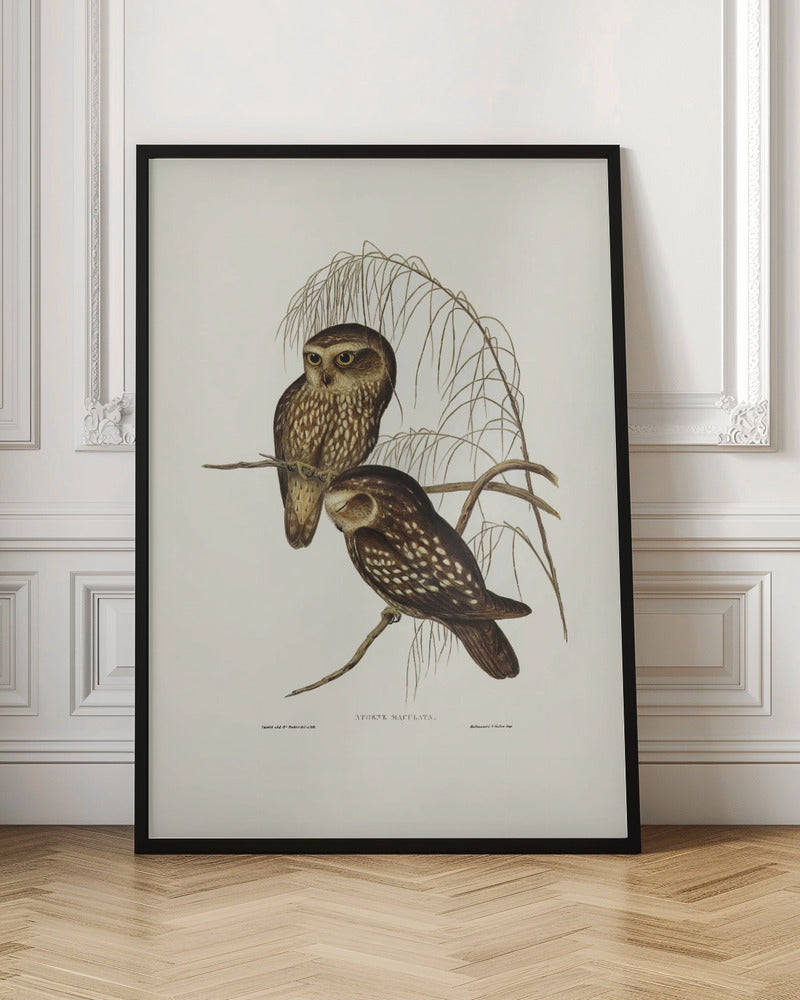 Spotted Owl Poster
