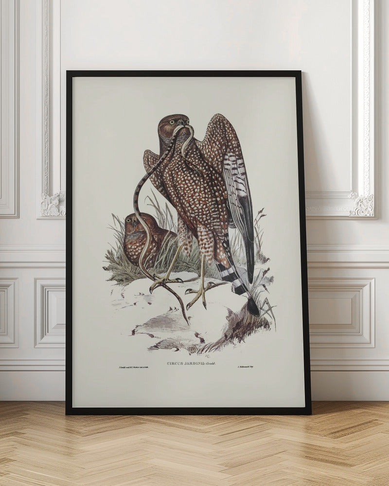 Square Tailed Kite Poster