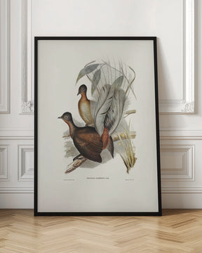 Albert Lyre Bird Poster