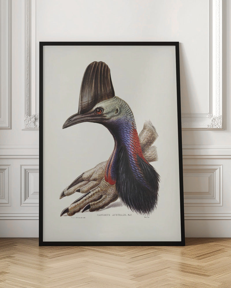 Australian Cassowary Poster