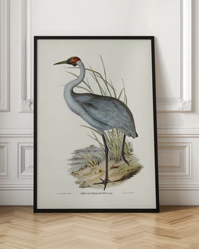 Australian Crane Poster