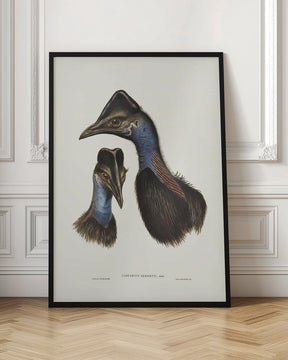 Bennett&#039;s Cassowary Blue Poster