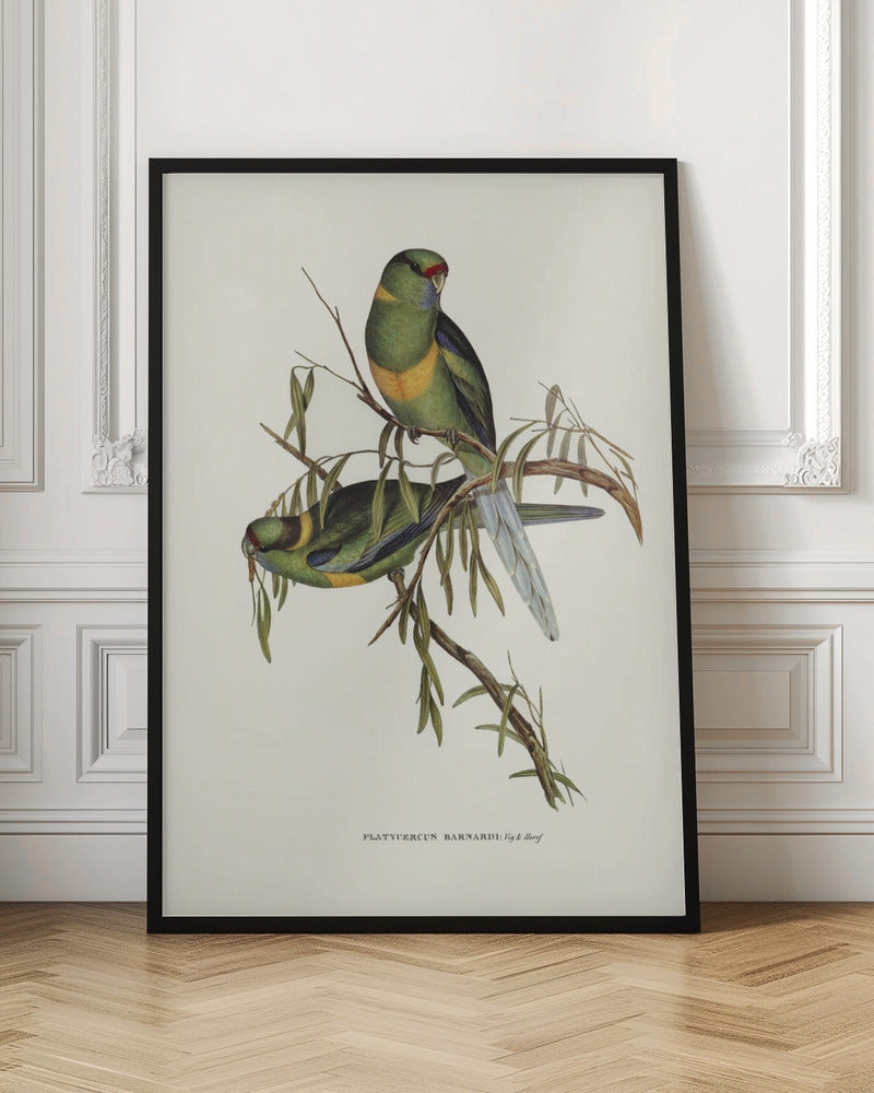 Black Tailed Parakeet Poster