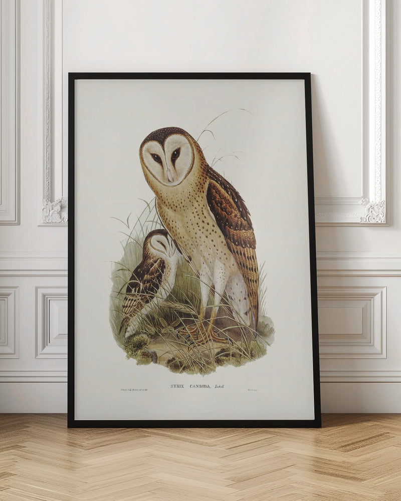 Grass Owl Poster