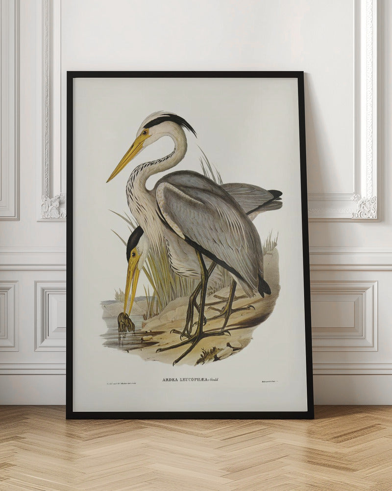 Great Grey Heron Poster