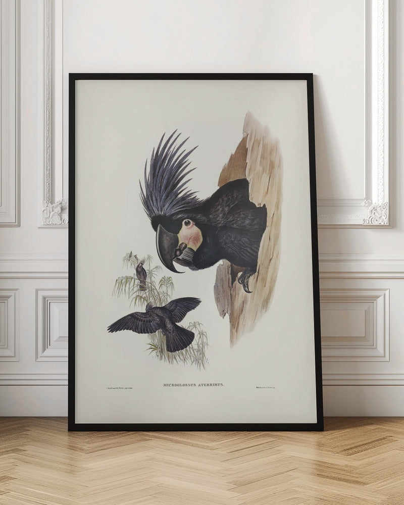 Great Palm Cockatoo Poster